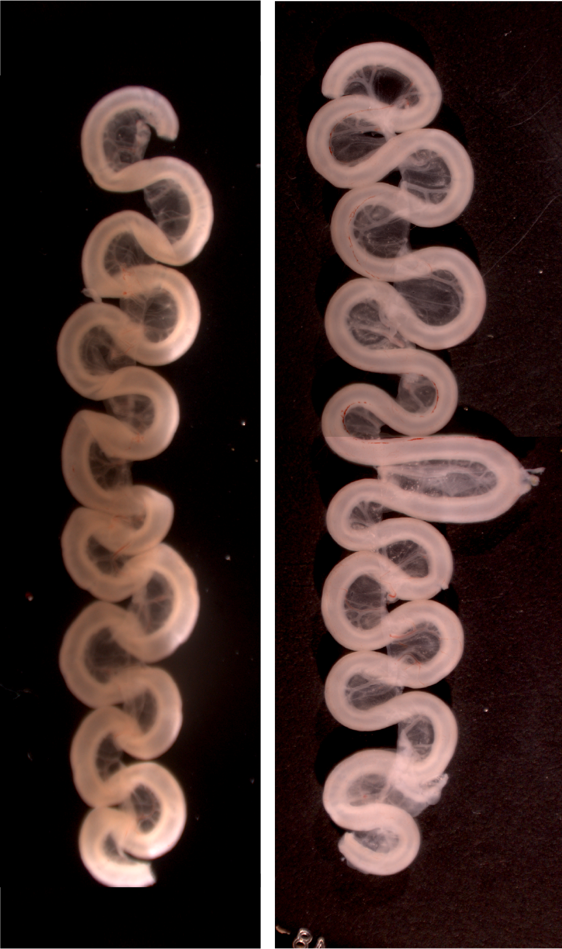 Looping
